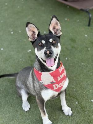 FLASH, Chinese Shar-Pei / Siberian Husky, adult, available for adoption