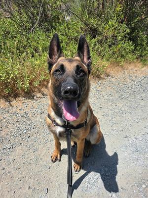DOM, Belgian Shepherd Malinois, young, available for adoption