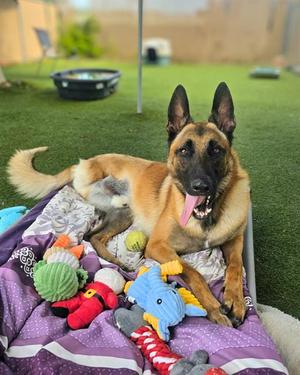 DOM, Belgian Shepherd Malinois, young, available for adoption
