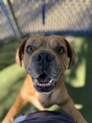 JAX, Beagle / English Bulldog, adult, available for adoption