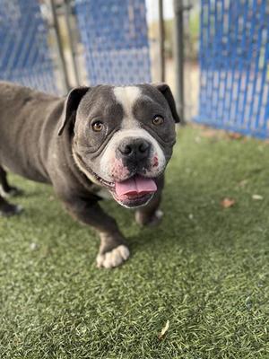 A gray and white dog with a black nose and pink tongue is standing on green artificial grass. The dog has a muscular build and is looking directly at the camera with its mouth open, showing its teeth. In the background, there is a blue fence.