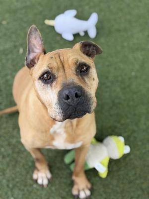 JESSIE, Staffordshire Bull Terrier, senior, available for adoption