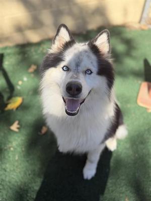 A happy husky dog with blue eyes and a black and white coat, sitting on a green surface.