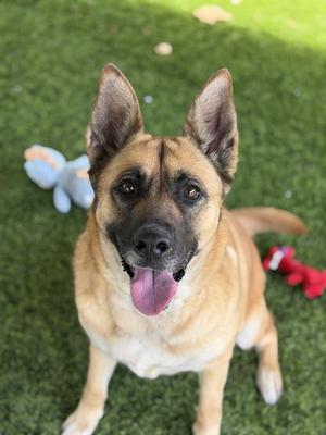 DAPHNE, German Shepherd Dog, adult, available for adoption