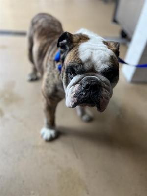 A273487, English Bulldog, adult, available for adoption