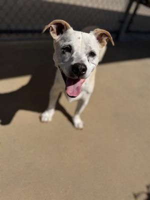 CAESAR, Terrier / Dachshund, senior, available for adoption