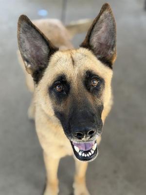 DEL TACO, German Shepherd Dog, adult, available for adoption