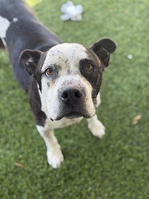 COOKIE, Pit Bull Terrier, senior, available for adoption