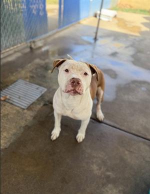 A white and brown dog standing on a concrete surface, looking directly at the camera.