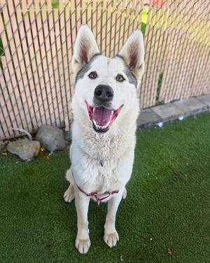 DIAMOND, Siberian Husky, adult, available for adoption