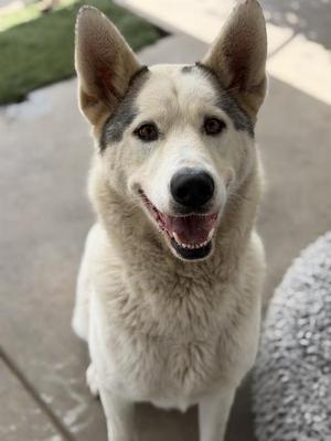 DIAMOND, Siberian Husky, adult, available for adoption