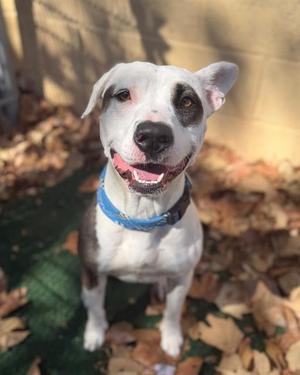 CALYPSO, Pit Bull Terrier, young, available for adoption