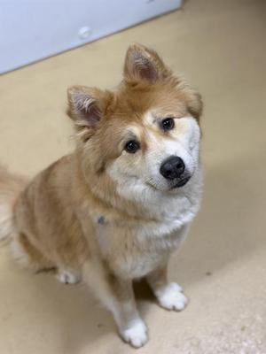 HONEY, Chow Chow, adult, available for adoption