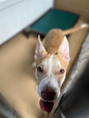 A275700, American Pit Bull Terrier, puppy, available for adoption