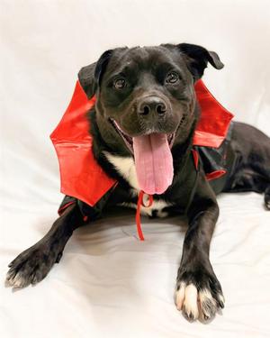 DRACULA, Labrador Retriever, young, available for adoption