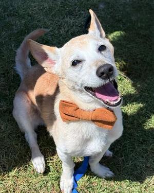 FRITO, Terrier, senior, available for adoption