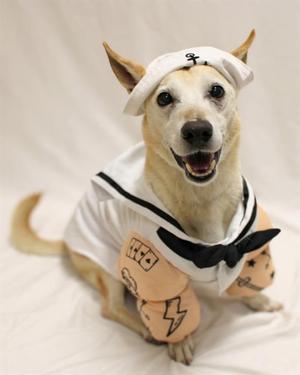 a dog dressed in a sailor costume