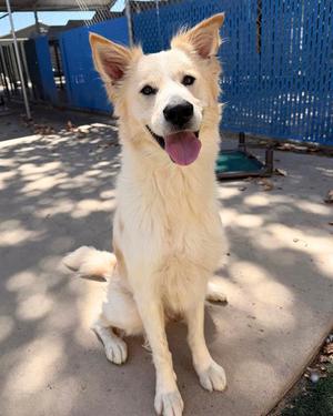 FERN, Australian Cattle Dog/Blue Heeler / Border Collie, adult, available for adoption