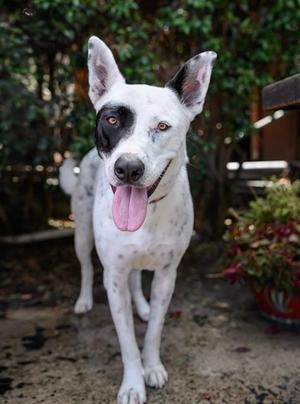 ELLIE, Australian Cattle Dog/Blue Heeler / Pit Bull Terrier, adult, available for adoption