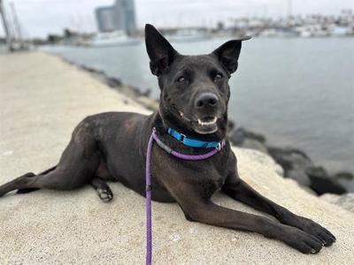 BELLA, Labrador Retriever, adult, available for adoption