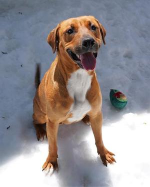 CHILI, Labrador Retriever / Rhodesian Ridgeback, adult, available for adoption