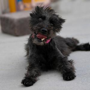 Brandy (MR26-308), Schnauzer, Miniature, adult, available for adoption