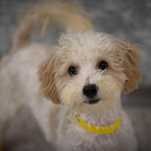 a fluffy white dog with a yellow collar