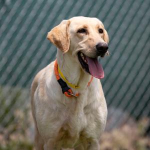 A light-colored dog with its tongue out, wearing a collar.