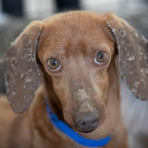 A close-up of a brown dachshund wearing a blue collar.