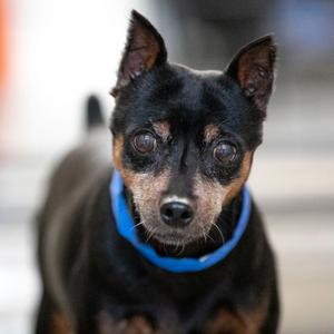 Brady (AG26-200), Pinscher, Miniature, senior, available for adoption