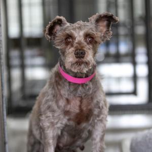 A small dog with curly, grayish fur wearing a bright pink collar, sitting in front of a blurred background with metal bars.
