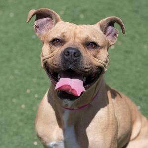 A tan dog with its tongue out and ears perked up, sitting on a green background.