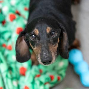 Dax (AP26-02), Dachshund, Standard Smooth Haired, adult, available for adoption