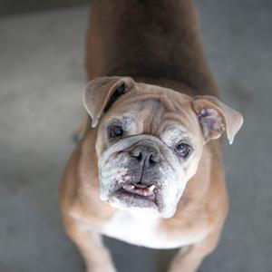 A close-up of a brown and white bulldog looking up at the camera with its mouth slightly open.