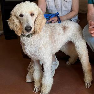 Betty (JY26-28), Poodle, Standard, adult, available for adoption