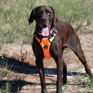Dominic (S26-03), Pointer, German Shorthaired, senior, available for adoption