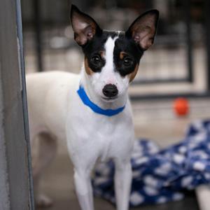 Komere (AG26-28), Terrier, Rat, adult, available for adoption