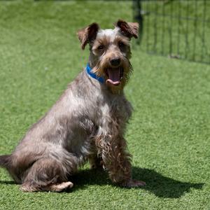 A brown and gray schnauzer dog sitting on green artificial grass, wearing a blue collar, with its mouth open and tongue out.