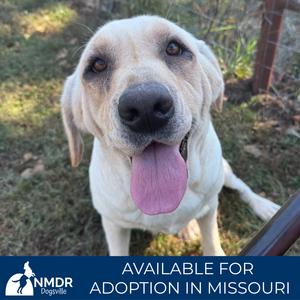 Aspen - Missouri (OT26-49), Retriever, Yellow Labrador, adult, available for adoption