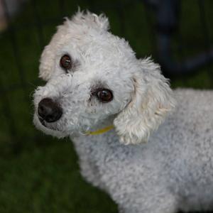 BJ (AP26-94), Bichon Frise, adult, available for adoption