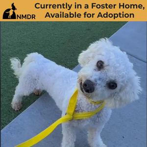 BJ (AP26-94), Bichon Frise, adult, available for adoption