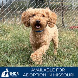 Jake - Missouri (S26-141), Poodle, Miniature, adult, available for adoption