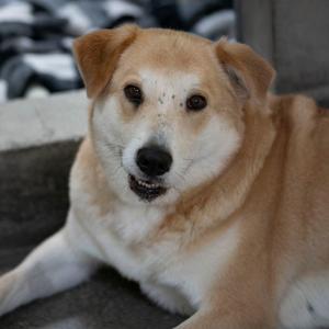 Daisy Lou (JN26-01), Pyrenees, Great, adult, available for adoption