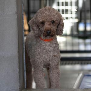 A poodle dog with curly fur standing in a doorway, wearing an orange collar.