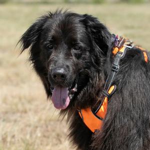 Apollo (AP26-126), Newfoundland, adult, available for adoption