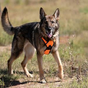 Furie (MR26-307), Shepherd, German, senior, available for adoption