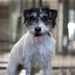 A small dog with a white and black coat, standing with its tongue out, looking directly at the camera.
