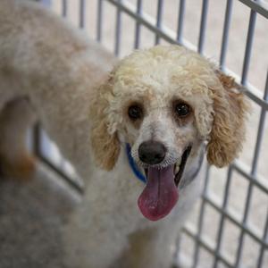 A poodle with curly, light-colored fur is standing behind a metal fence. Its tongue is out, and it appears to be panting. The dog has dark eyes and a black nose, and it is wearing a blue collar.