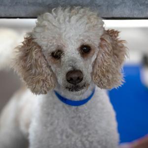 Austin (JY26-56), Poodle, adult, available for adoption