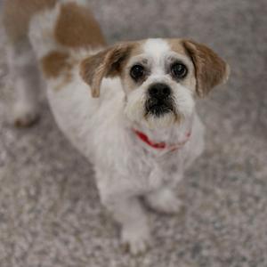 a small dog with a white and brown coat, wearing a red collar, standing on a carpeted floor